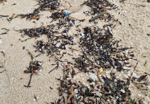 O Concello de Carballo está a organizar un sistema de recollida ante a chegada dos primeiros pellets ás nosas praias